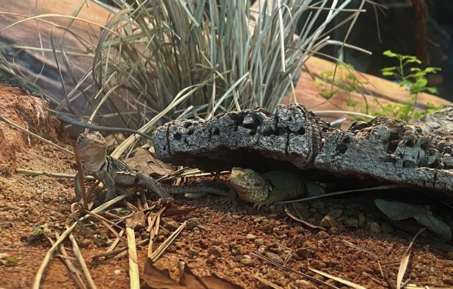 Collared lizards. Photo courtesy of Dr. Jennifer D.