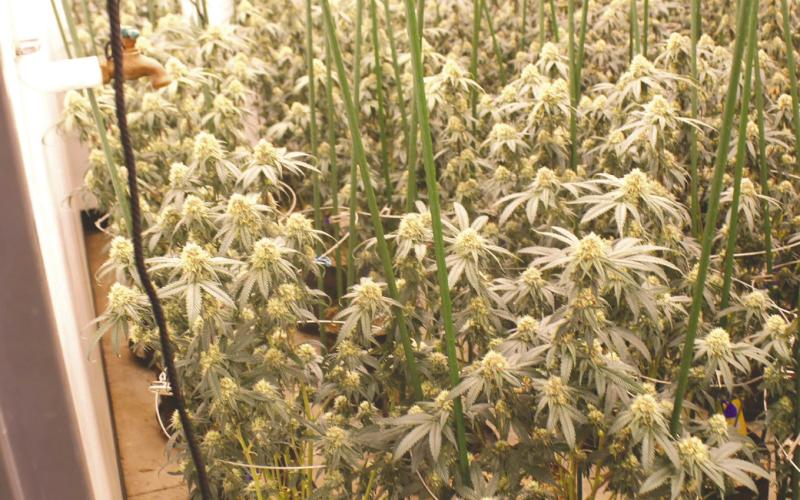 Marijuana plants from one of two grow businesses siezed in the March 10 raid in Logan County.