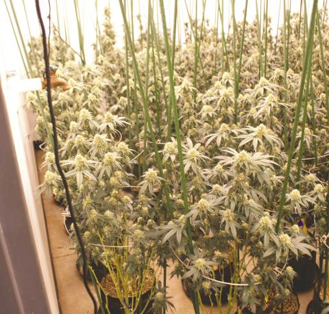 Marijuana plants from one of two grow businesses siezed in the March 10 raid in Logan County.