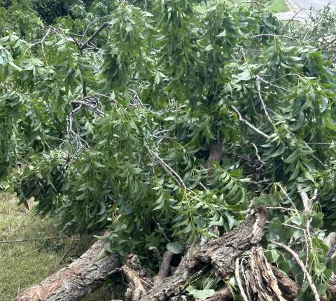 Downed tree after June 5th-6th storms