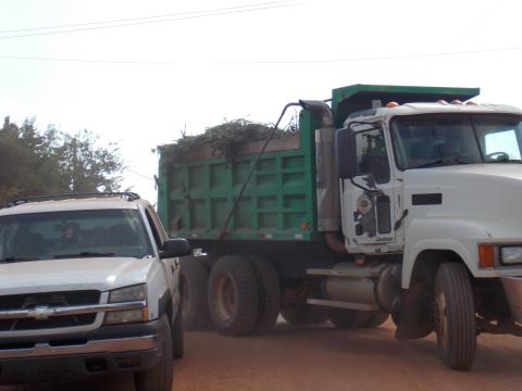 Marijuana plants being hauled away for controlled disposal.