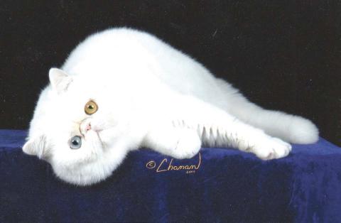 Dancer is an exoctic which looks like a short haired Persian. Dancer spent most of his life in Guthrie.
