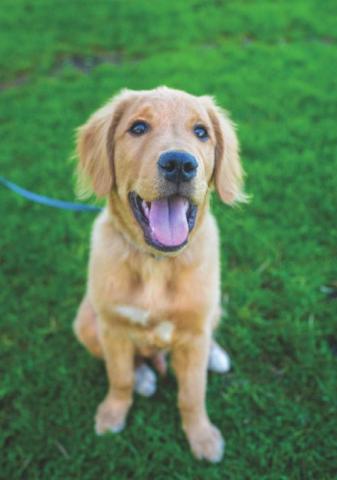 There are changes coming on how animals can be restrained
