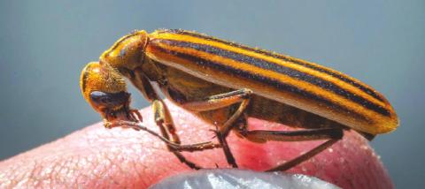In the peak of summer, blister beetles can lurk in alfalfa hay that is baled and fed to horses. (Photo by Todd Johnson, OSU Agricultural Communications Services)