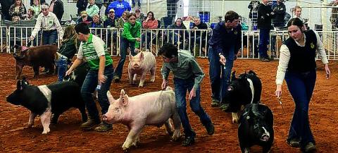 Pig Drive
