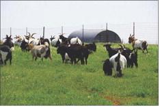 Langston School of Agriculture