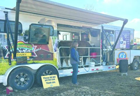 Livestock brought in by Southwest Dairy Farms. Photo submitted