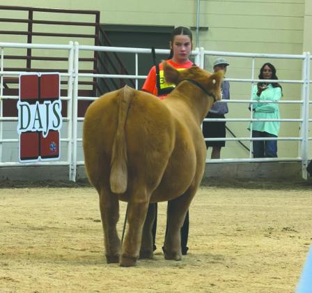 Kamdyn McKay represents Mulhall-Orlando FFA in the ring at the Maine and Chi Junior Nationals.