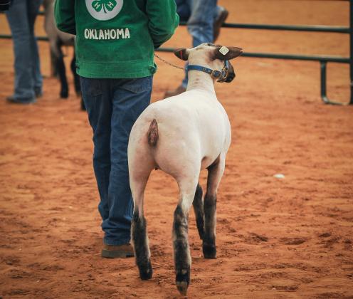 With the help of parents, advisors, veterinarians and peers, youth livestock exhibitors can practice a few basic steps to prevent illness in their prize animals. (Photo by Todd Johnson, OSU Agricultural Communications Services)   