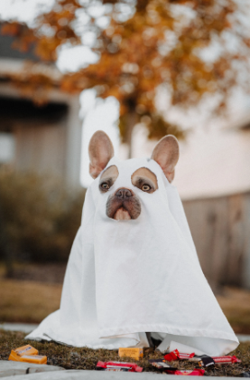 ghost dog
