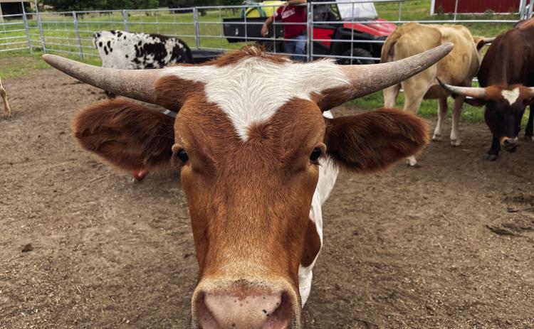 Crescent Veteran Awarded Farming Grant
