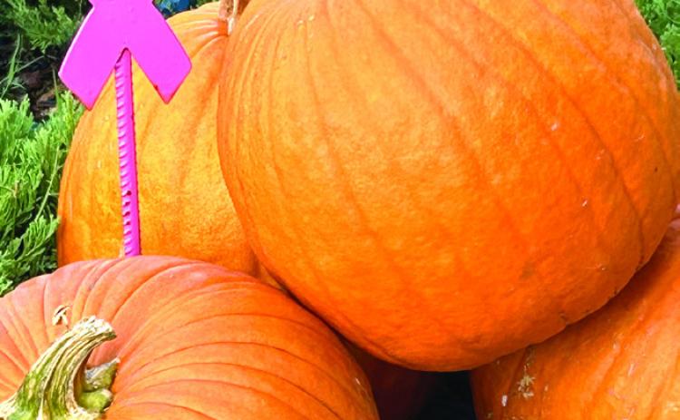 October is Breast Cancer Awareness Month! Stock Photo.
