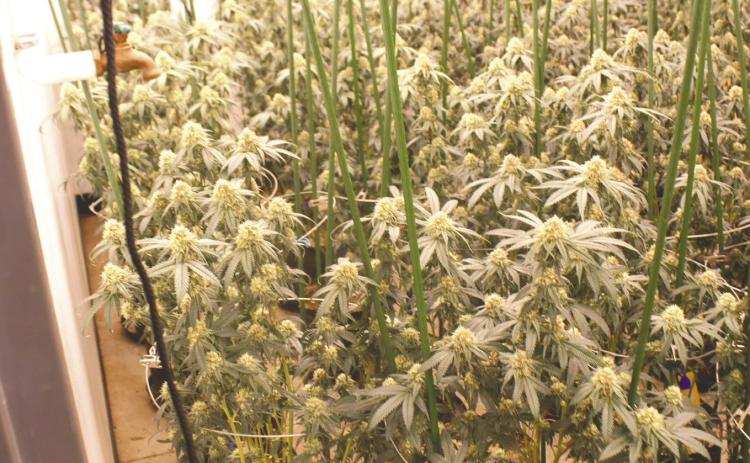 Marijuana plants from one of two grow businesses siezed in the March 10 raid in Logan County.