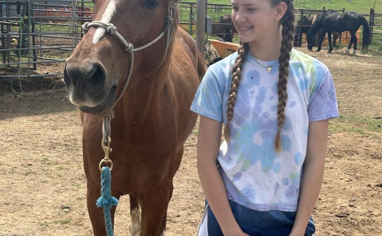 horses