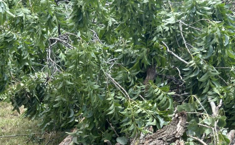 Downed tree after June 5th-6th storms