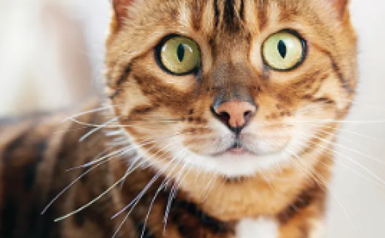 City approves TNR program
