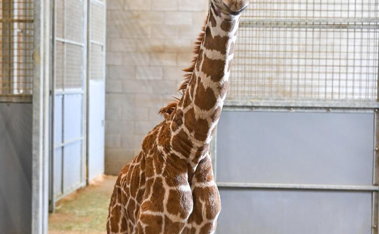 OKC Zoo female giraffe calf, credit Dr. Jennifer D