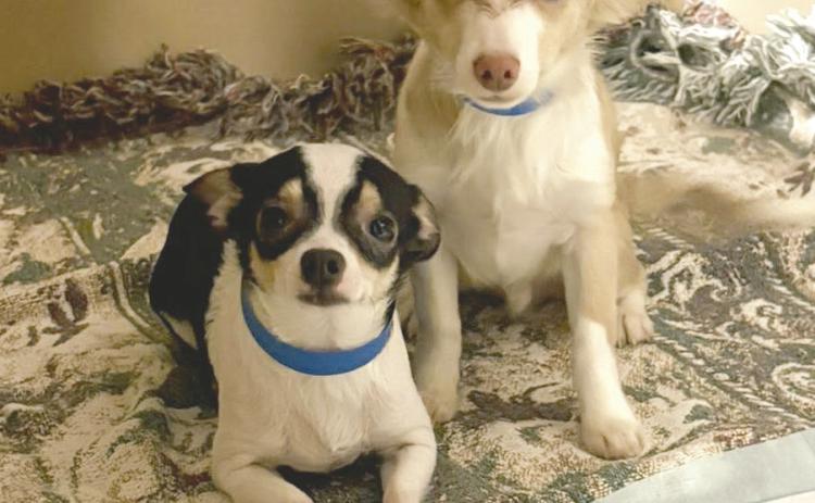 Two of the 21 dogs from the removal now housed at The Human Society of Tulsa. Photo courtesy of Tulsa Humane Society