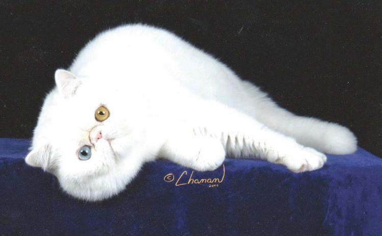 Dancer is an exoctic which looks like a short haired Persian. Dancer spent most of his life in Guthrie.