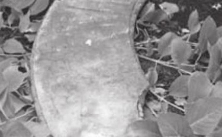 Vandalism at Apothecary Garden