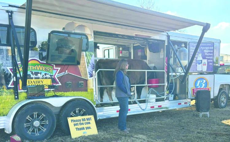 Livestock brought in by Southwest Dairy Farms. Photo submitted